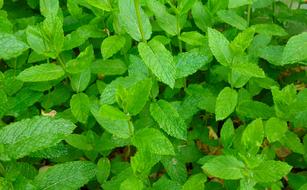 Mint Peppermint Plant in the garden close-up