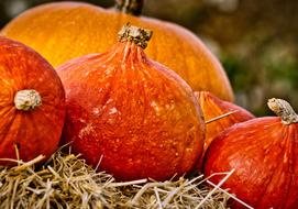delicious Pumpkin Hokkaido Orange