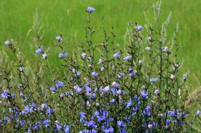 Beautiful blue and white Chicory Flowers