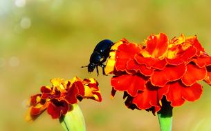 black Beetle crawls from Flower to flower
