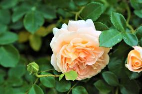 Rose Brownish on a bush close-up on a blurred background