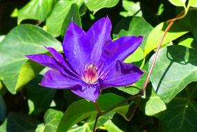 Flower blue nice