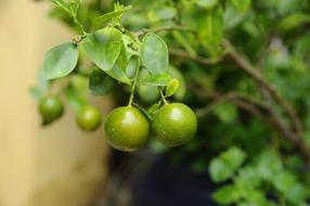 Green Kumquat