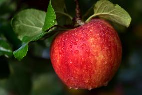 apple on the tree after rain