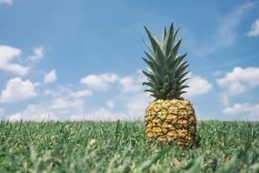 Pineapple on Green grass Nature