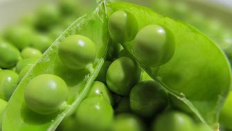 green Peas Pods Vegetables