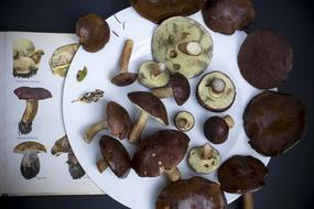 tasty Mushrooms Chestnut