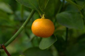 one orange mandarin on a branch