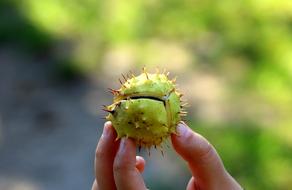 green spiky chestnut