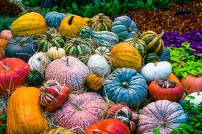 multi-colored autumn pumpkins for decoration