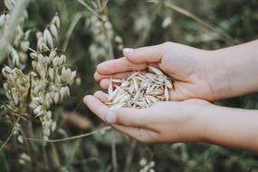 cereals of oat