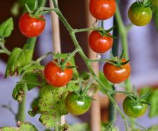 tasty Tomatoes Cocktailtomaten