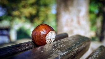 one Chestnuts Fruit