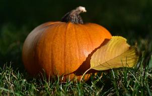Halloween Autumn decor