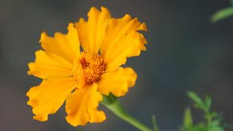 macro photo of a yellow autumn flower