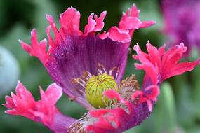 Poppy Flower pink