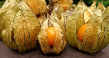 tasty Physalis Fruit