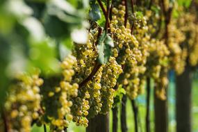 Vine Grapes Fruits