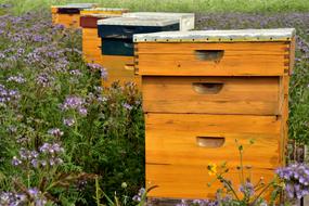 wooden beehives on a flowering meadow