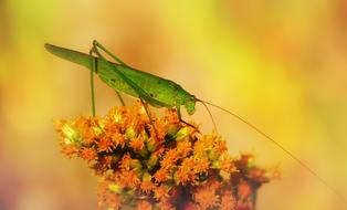green grasshopper on a fluffy orange flower