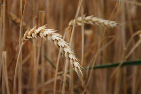 ripening wheat