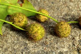 Platanus Fruit Platana