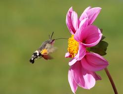 Hummingbird Hawk Moth feeding on pink dahlia flower
