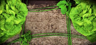 green onion rectangle and green salad