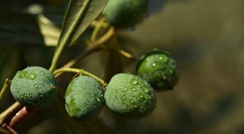 wet Green Olives on branch