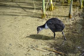 coot drinks water from a reservoir