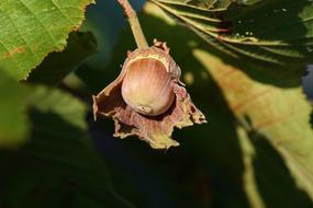 Hazelnut Corylus Avellana