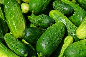 green Cucumbers close-up