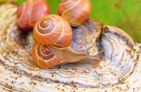 three brown snails on wood mushroom
