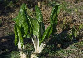 green Chard Garden Vegetable