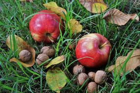 Apples red and nut