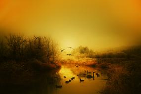 Autumn Birds Sun