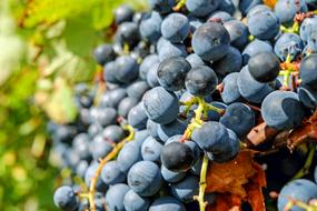 Blue Grapes at sunlight close-up