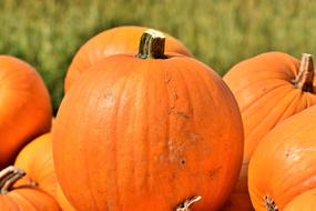 Orange Pumpkin Fruits harvest