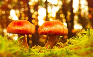 two brown mushrooms on green moss on blurred background with the trees