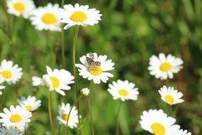 Margaretki Daisies