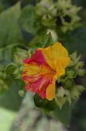 Flower Vegetation