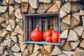 red hokkaido pumpkins