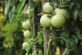 green tomatoes on a branch in a greenhouse