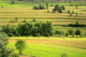 Fields Figure