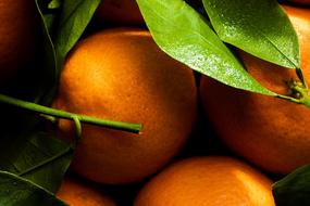 Beautiful, orange clementines with green leaves in light in Palermo, Sicily, Italy