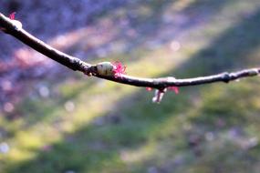 Macro photo of Hazel Flower on a branch