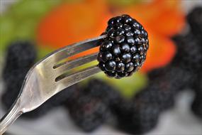 Close-up of the beautiful, shiny, dark blackberry, on the shiny, metal fork, near the beautiful blackberries