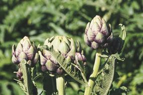 artichokes on a rural field
