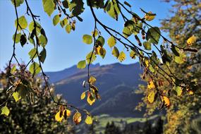 Colorful tree branches with autumn leaves on a background of alpine mountains