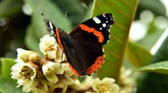 beautiful black-orange butterfly on a mediterranean flower